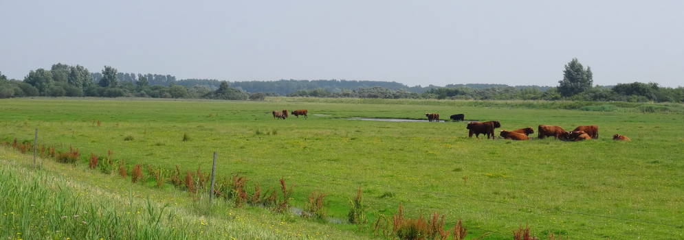 Schotse Hooglanders in Nationaal Park Lauwersmeer, Groningen